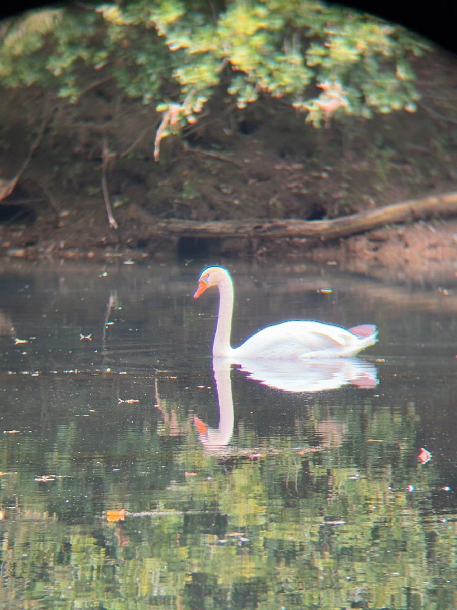 Mute Swan - ML642881859