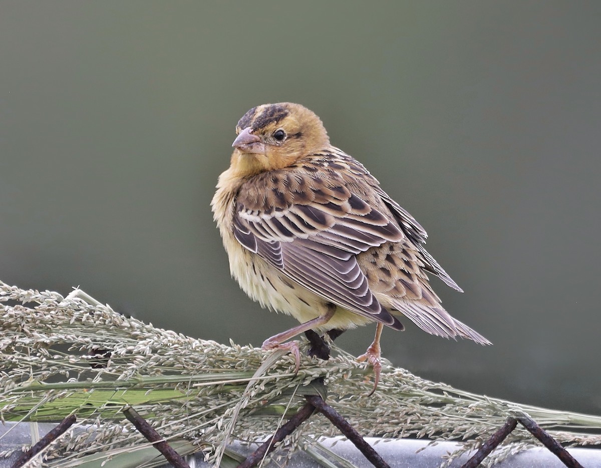 Bobolink - ML642881863
