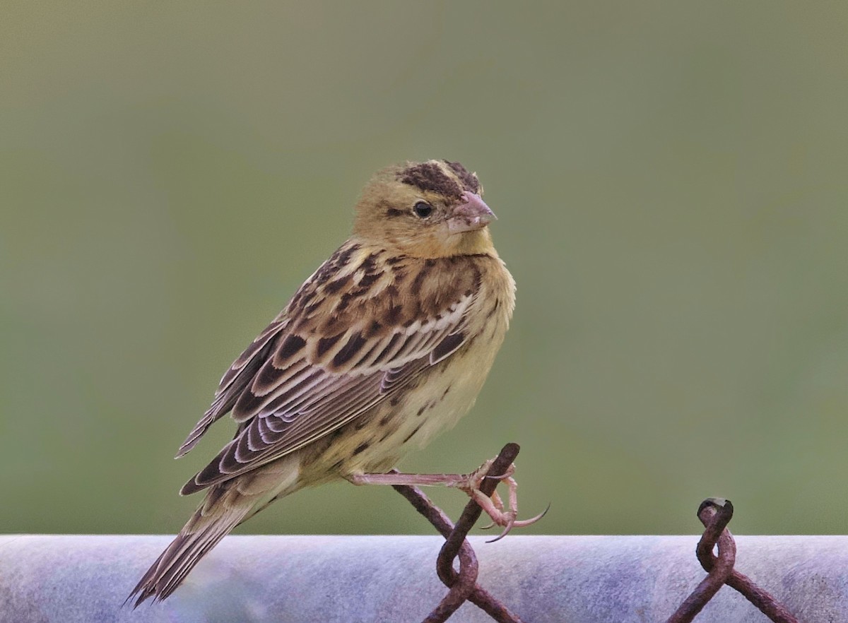 Bobolink - ML642881864