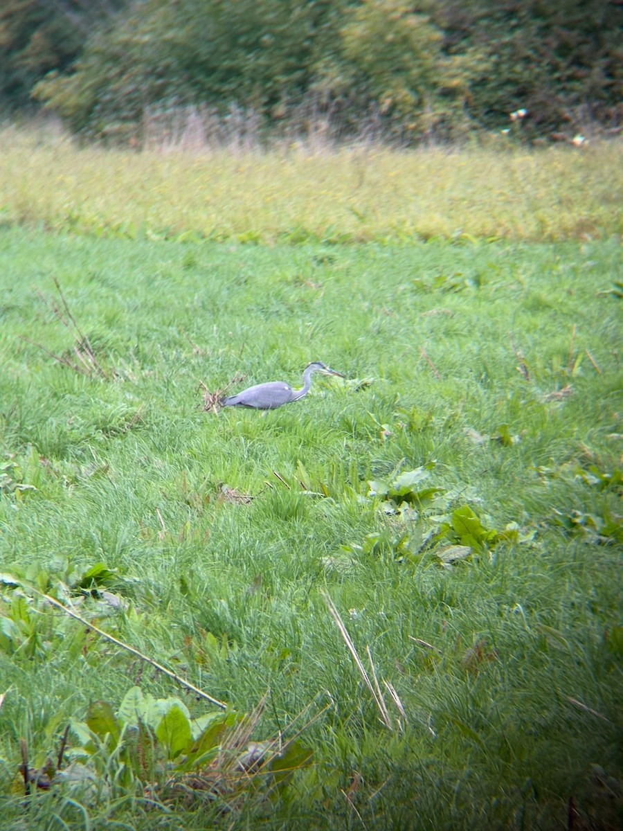 Gray Heron - ML642881865