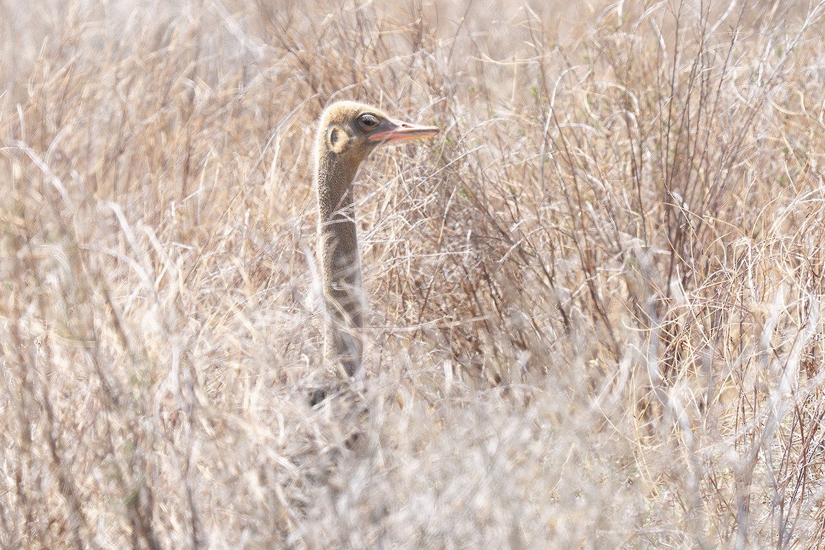 Somali Ostrich - ML642881871