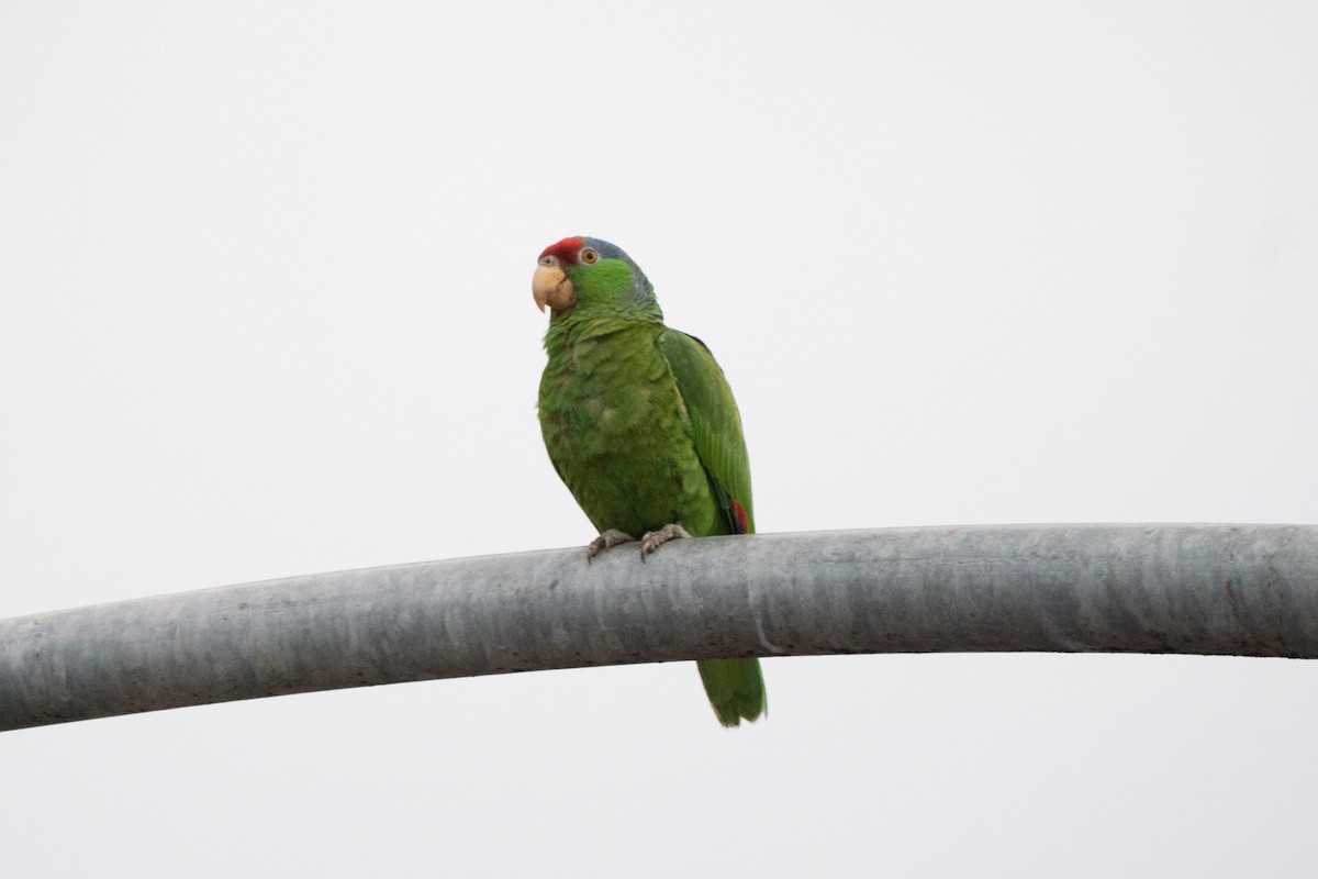Red-crowned Amazon - ML642881873