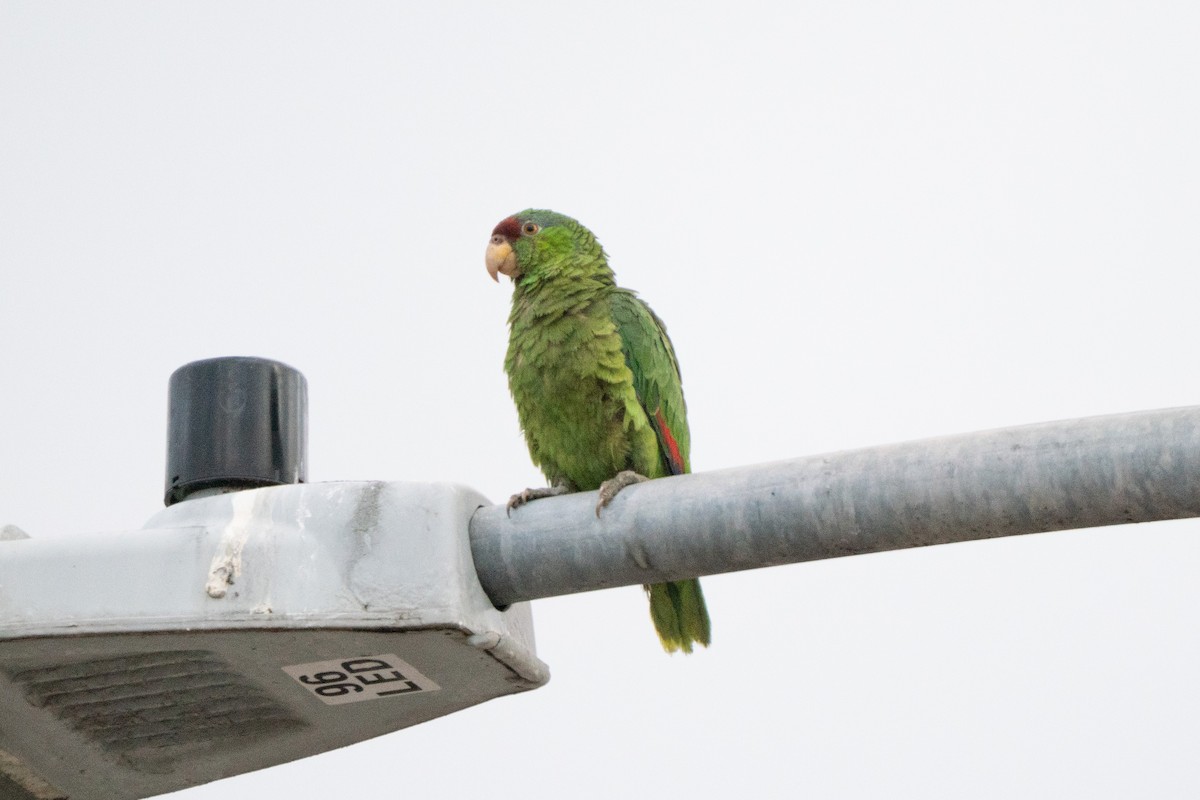 Lilac-crowned Amazon - ML642881876