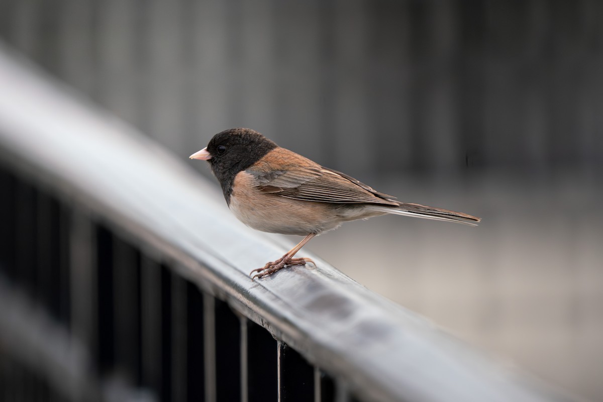 Dark-eyed Junco (Oregon) - ML642881890