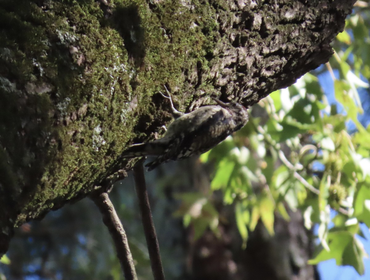 Yellow-bellied Sapsucker - ML642881891