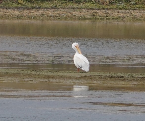 American White Pelican - ML642881896