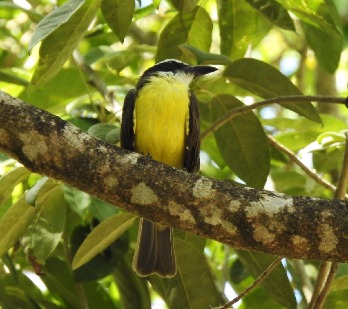 Boat-billed Flycatcher - ML642881897