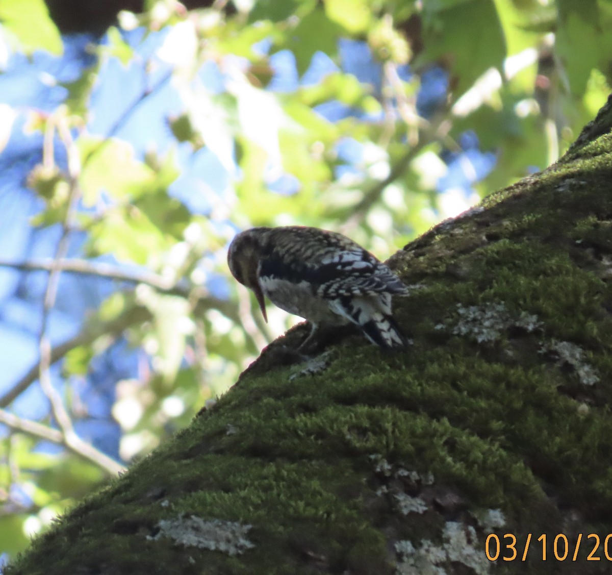 Yellow-bellied Sapsucker - ML642881898