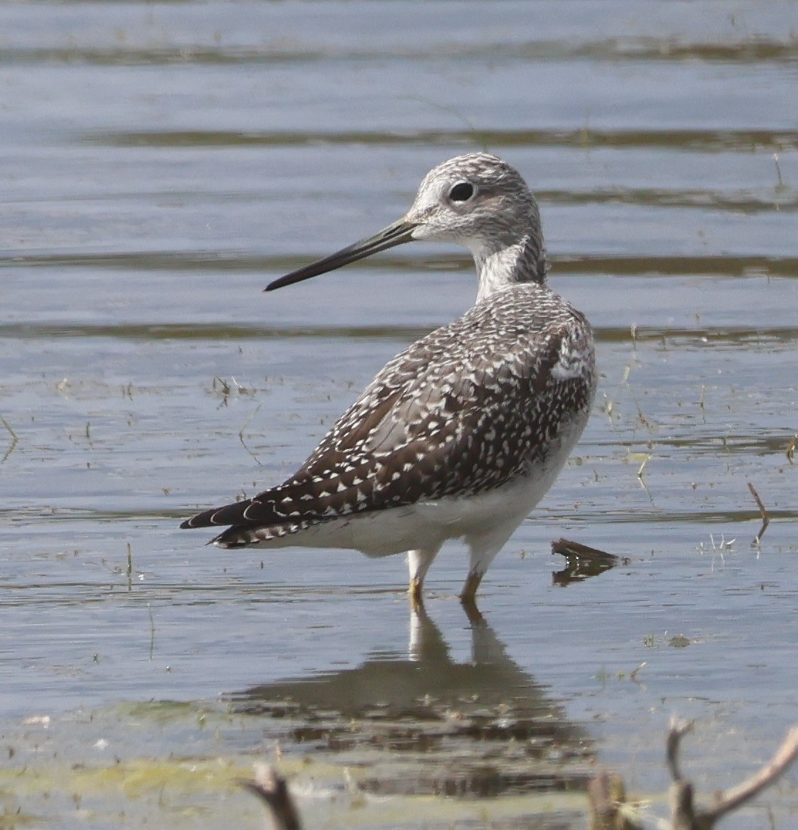 Greater Yellowlegs - ML642881906