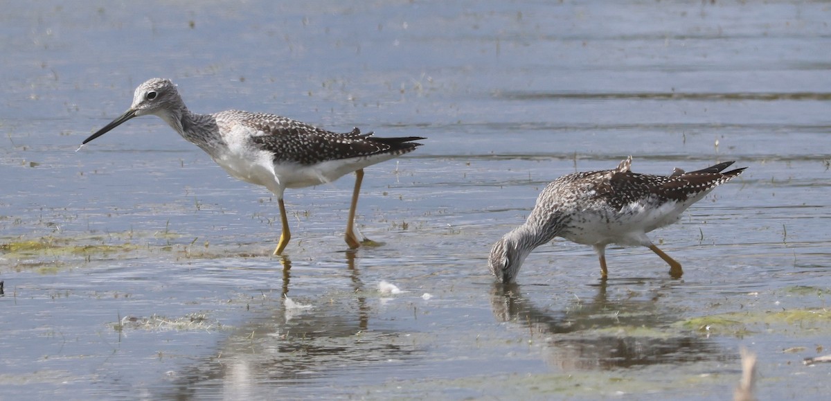 Greater Yellowlegs - ML642881910