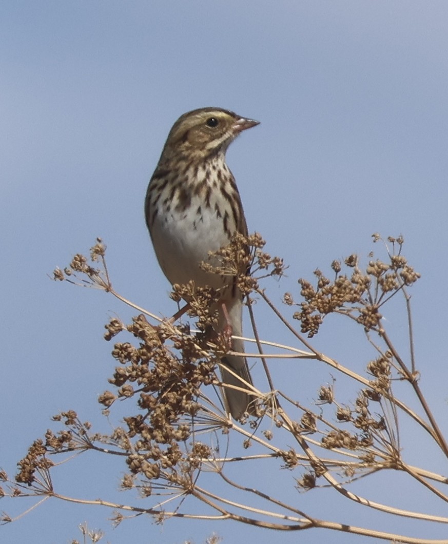 Savannah Sparrow - ML642881923