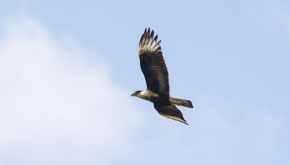 Crested Caracara - ML642881924