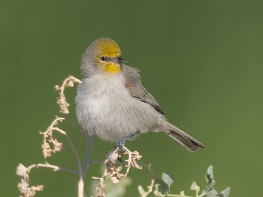 Verdin - ML642881927