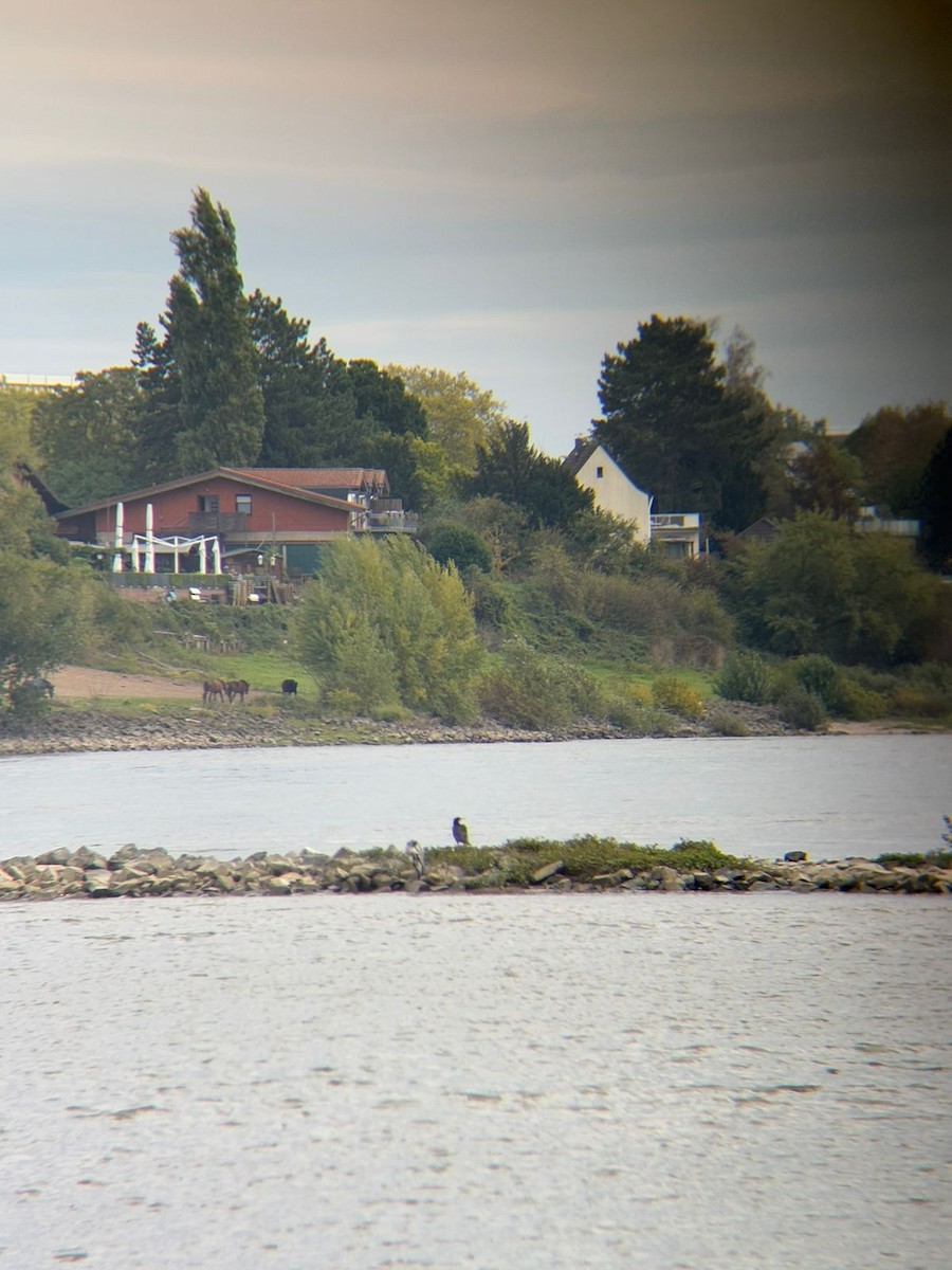 Kormoran - ML642881955