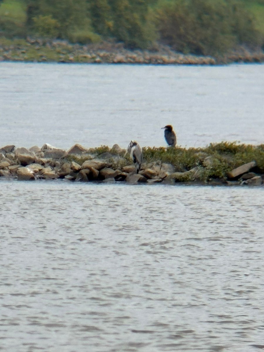 Kormoran - ML642881956