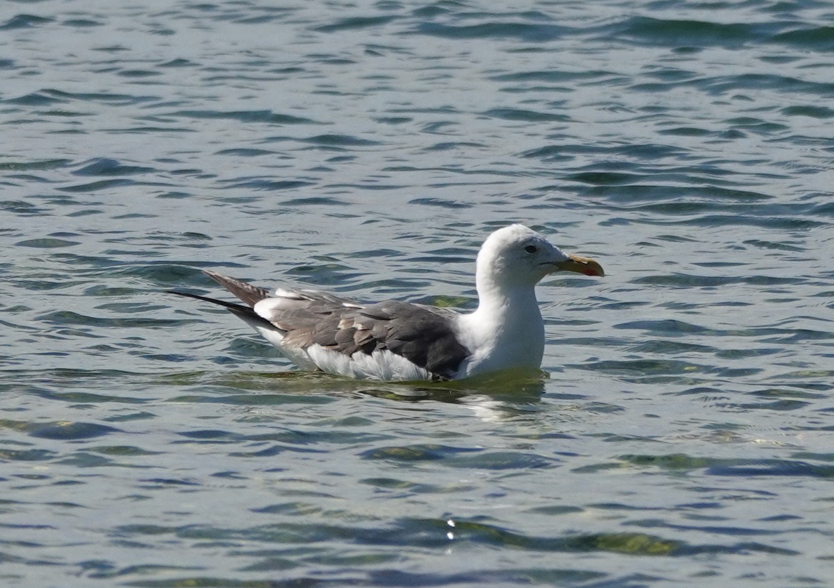 Heringsmöwe - ML642881964