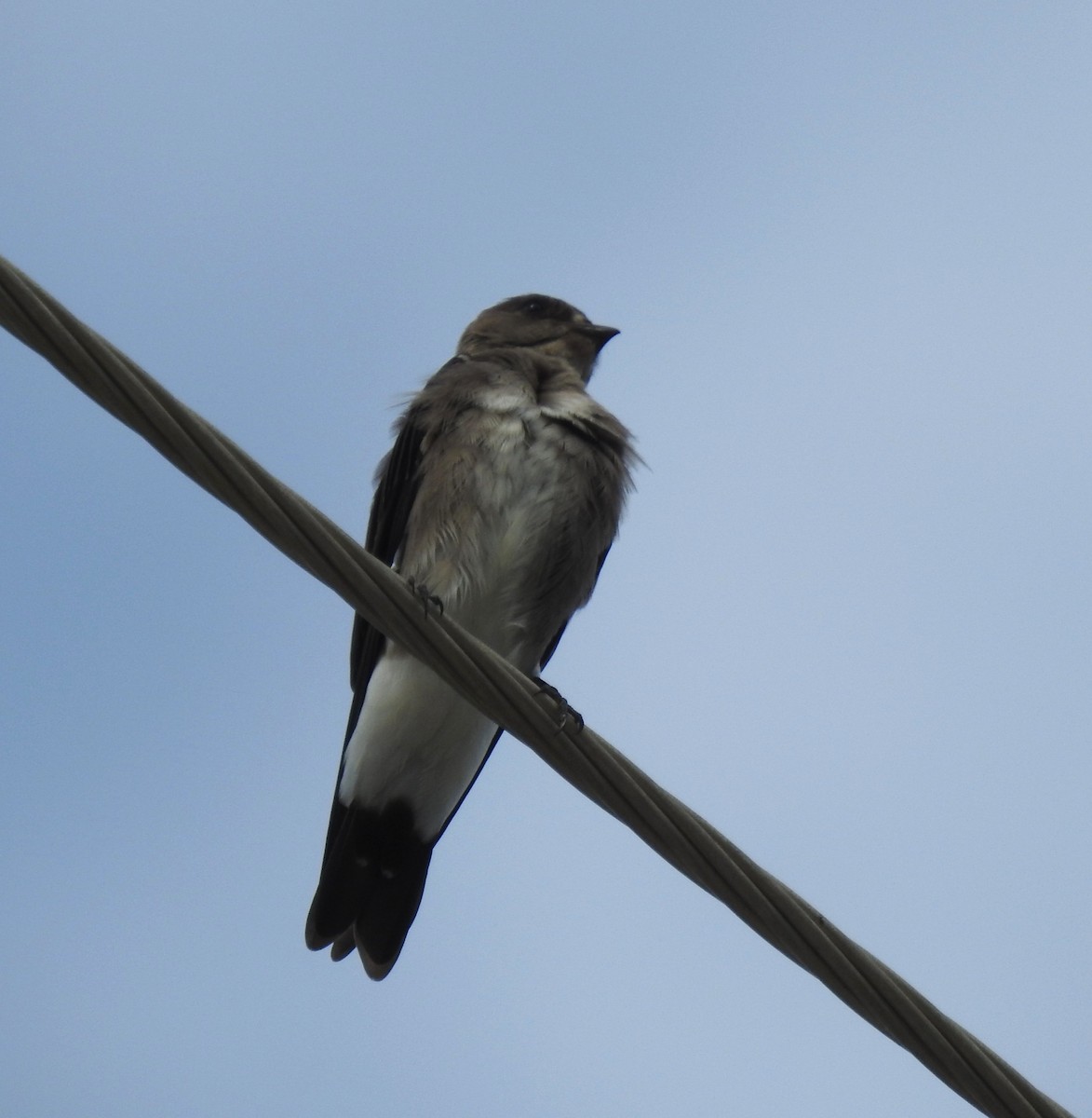 Northern Rough-winged Swallow - ML642881973