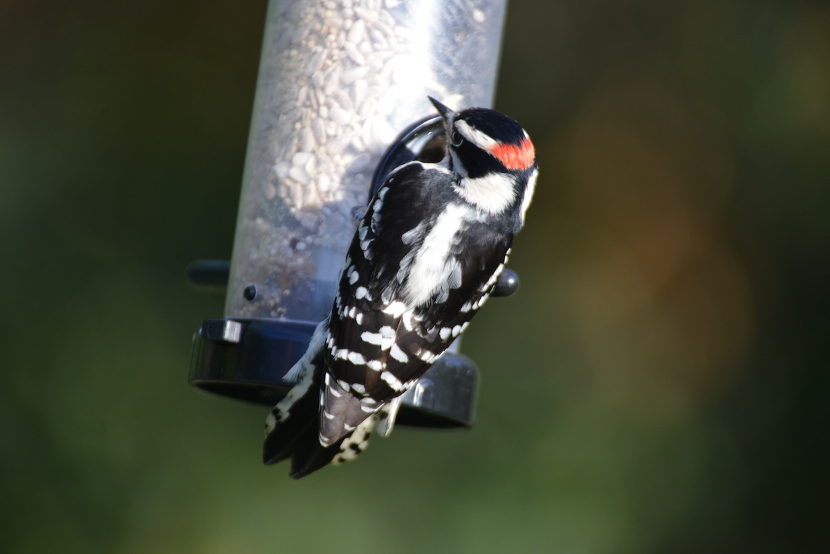 Downy Woodpecker - ML642881974