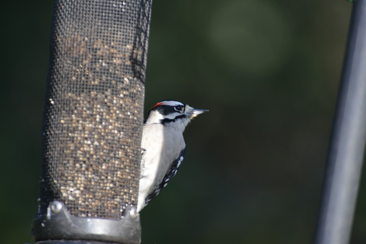 Downy Woodpecker - ML642881975