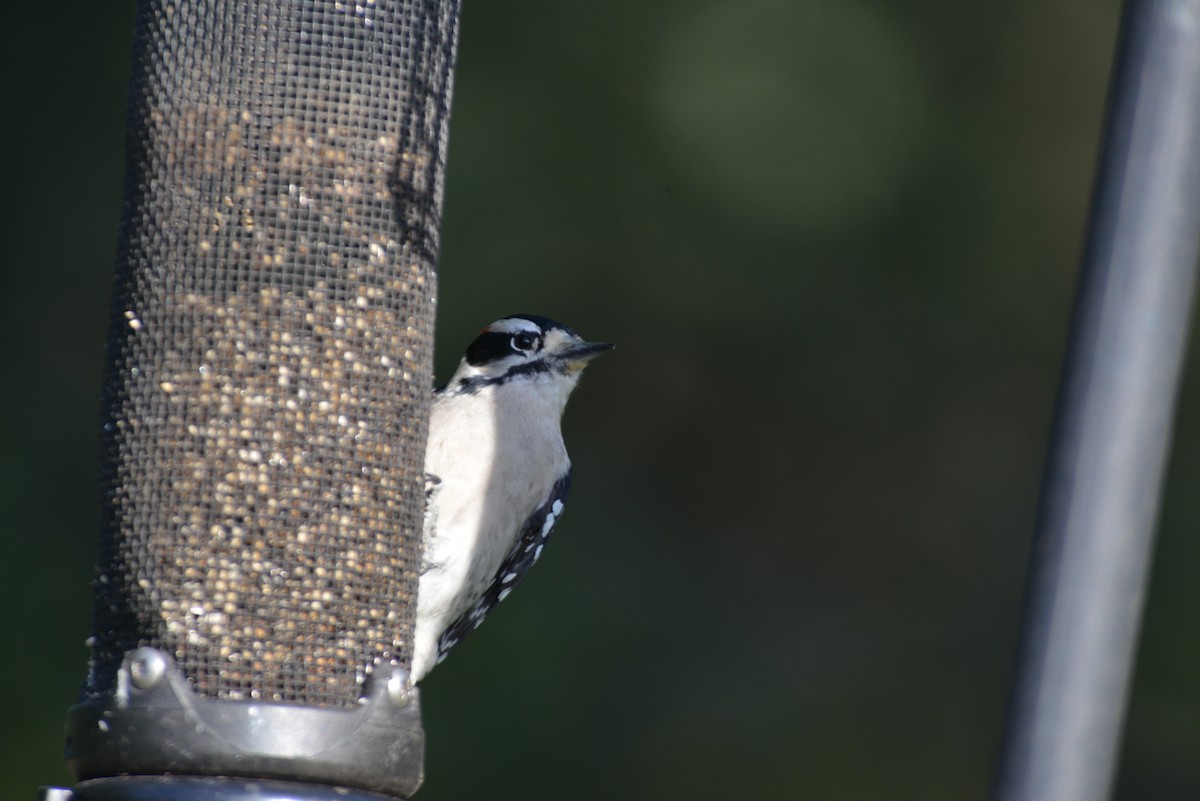 Downy Woodpecker - ML642881977