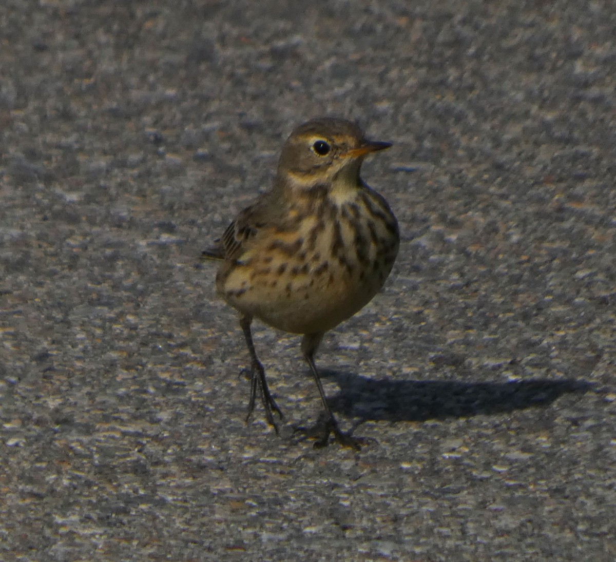American Pipit - ML642881979