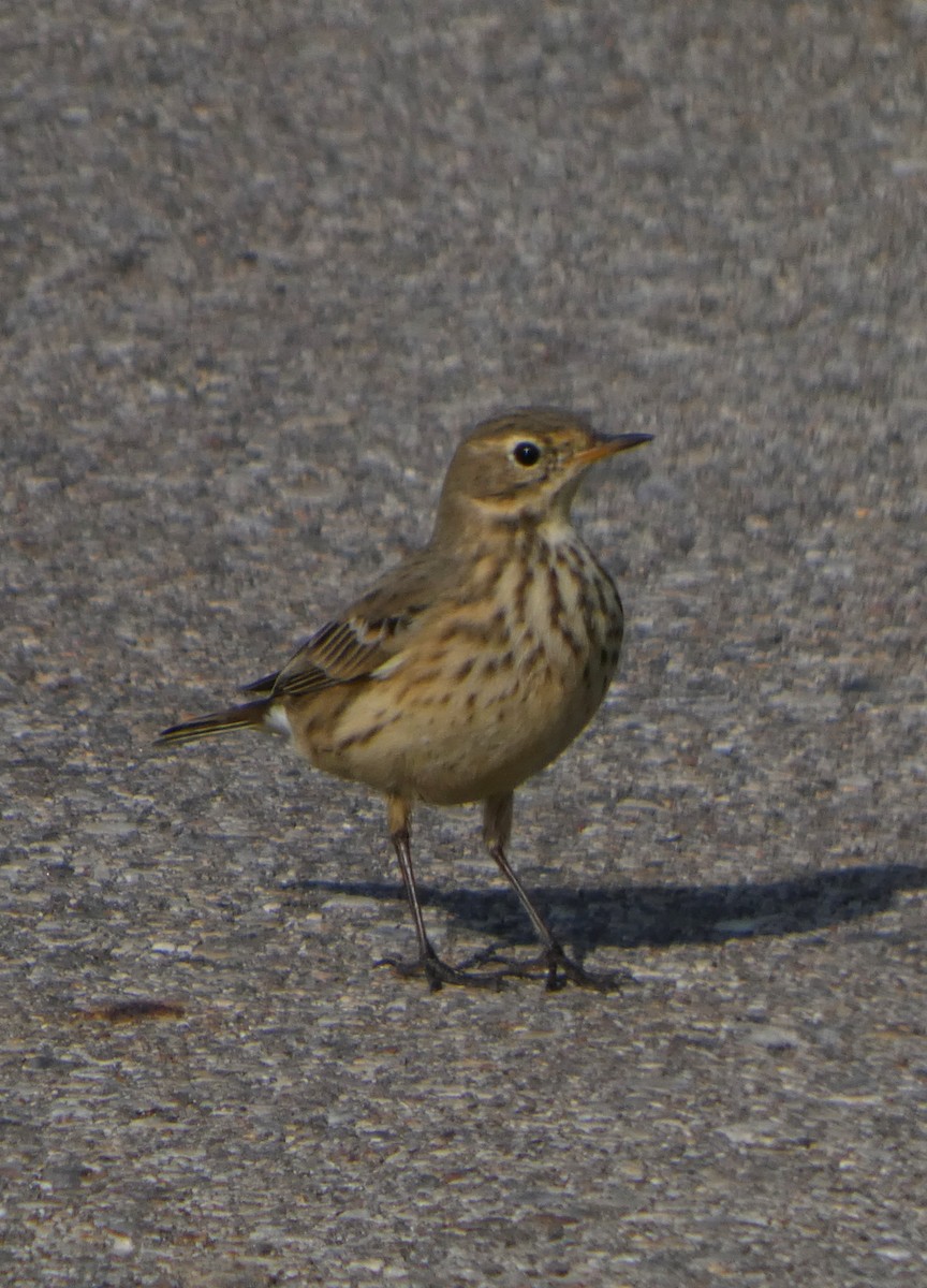 American Pipit - ML642881980