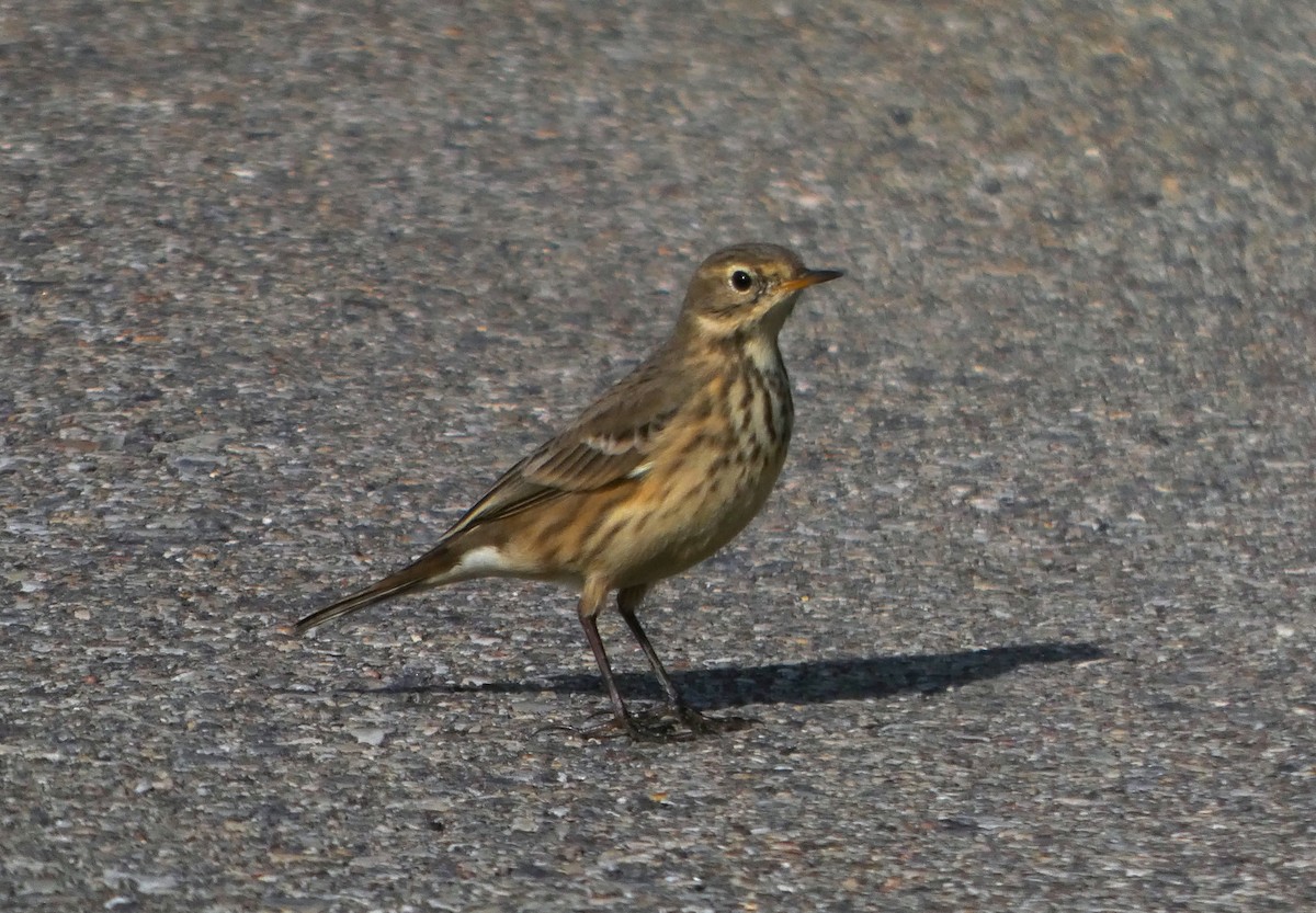 American Pipit - ML642881981
