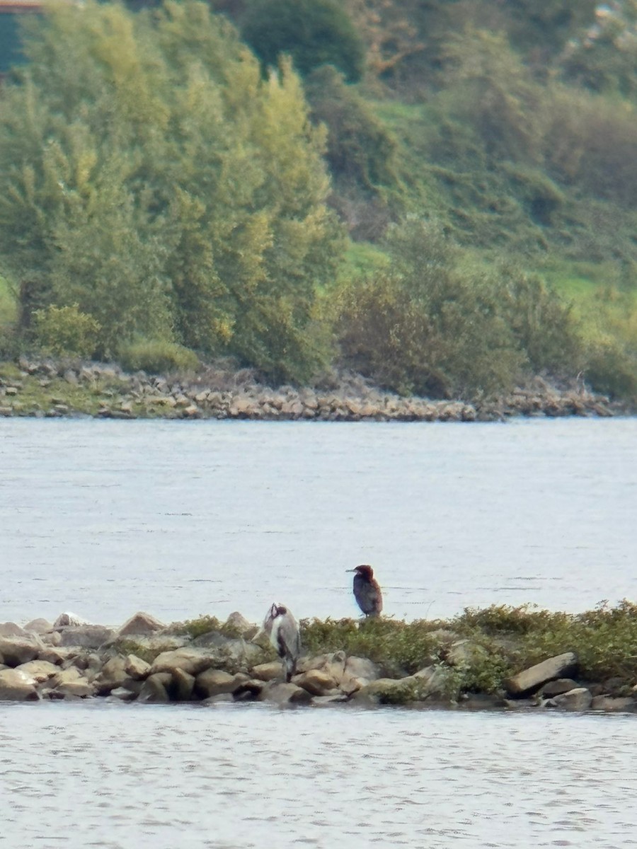 Great Cormorant - ML642881982