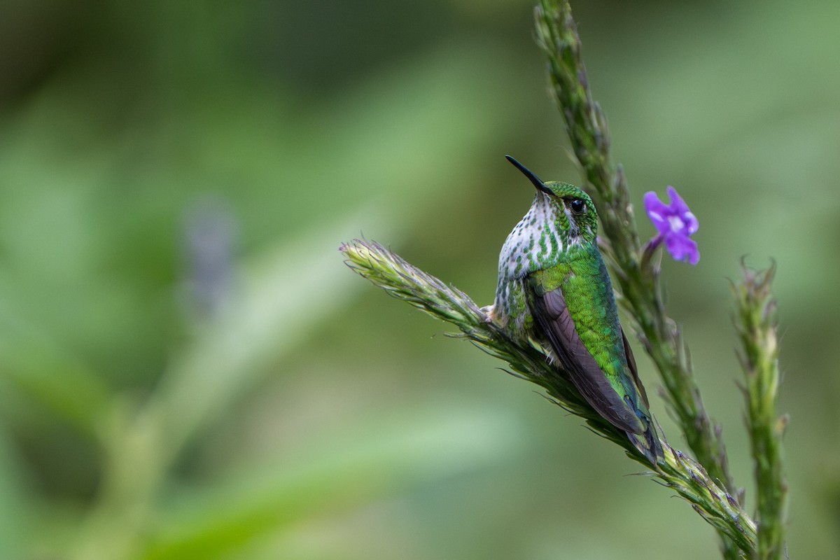 Peruvian Racket-tail - ML642881992