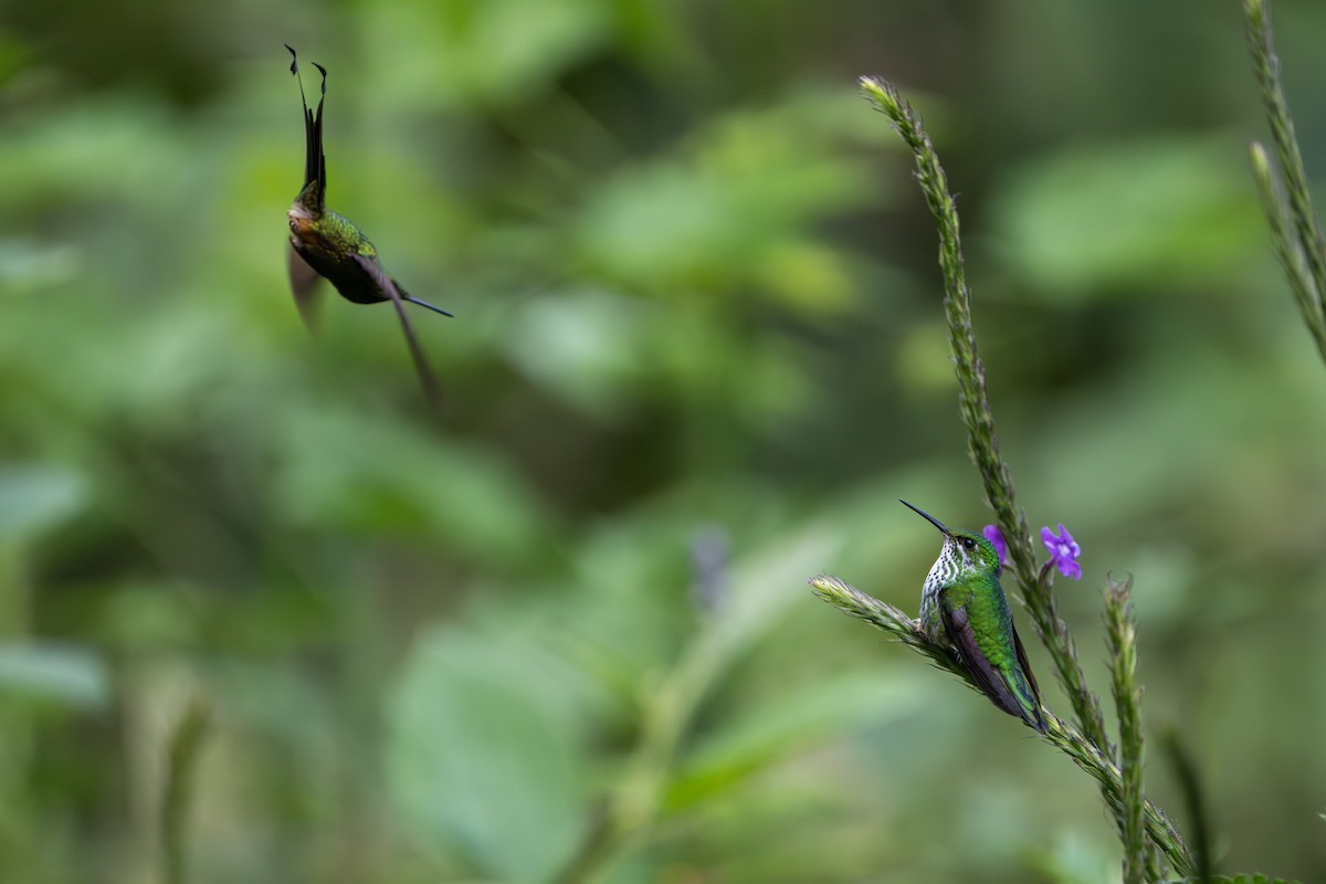 Peruvian Racket-tail - ML642881993