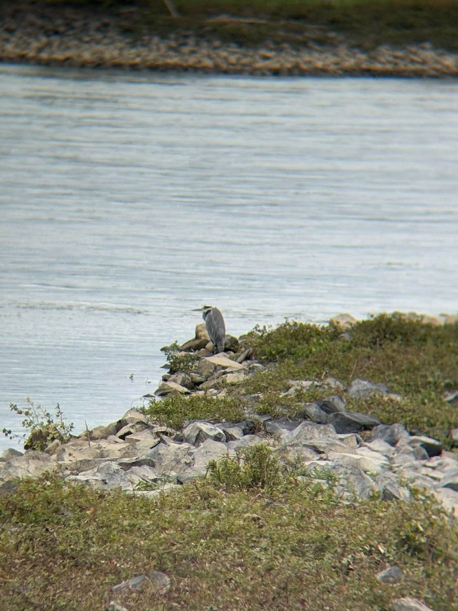 Gray Heron - ML642881994
