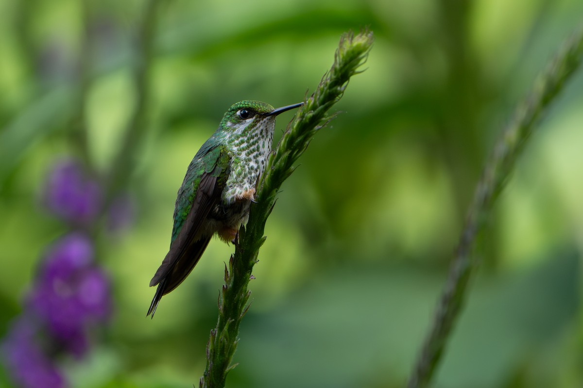 Peruvian Racket-tail - ML642882009