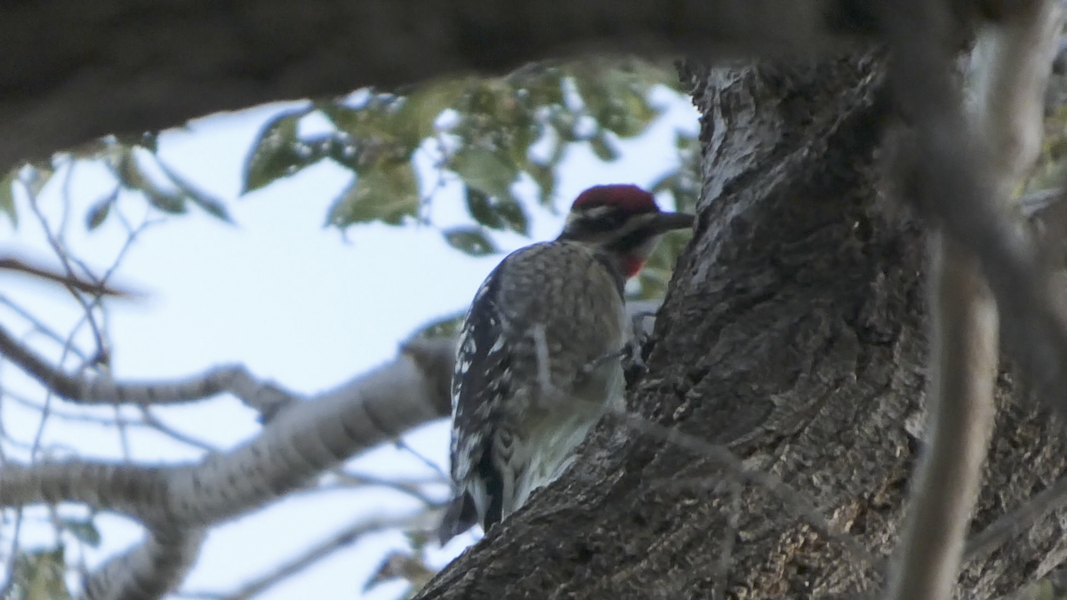Red-naped Sapsucker - ML642882024