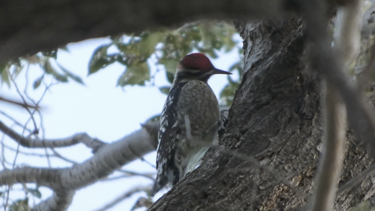 Red-naped Sapsucker - ML642882025