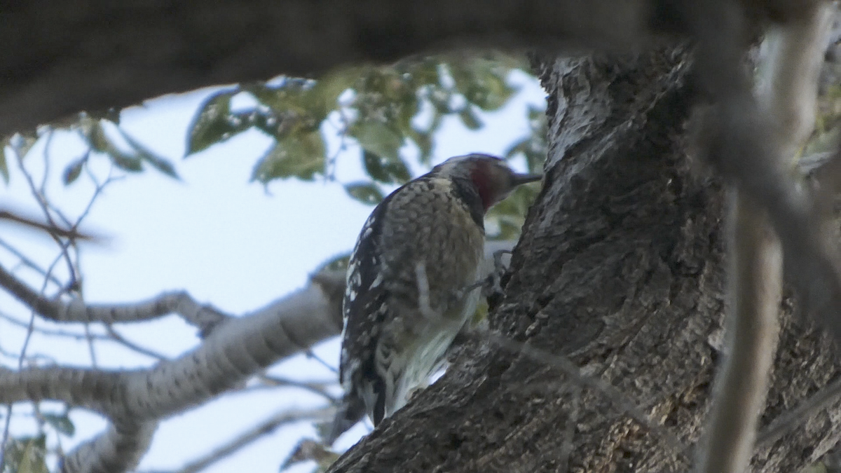 Red-naped Sapsucker - ML642882026
