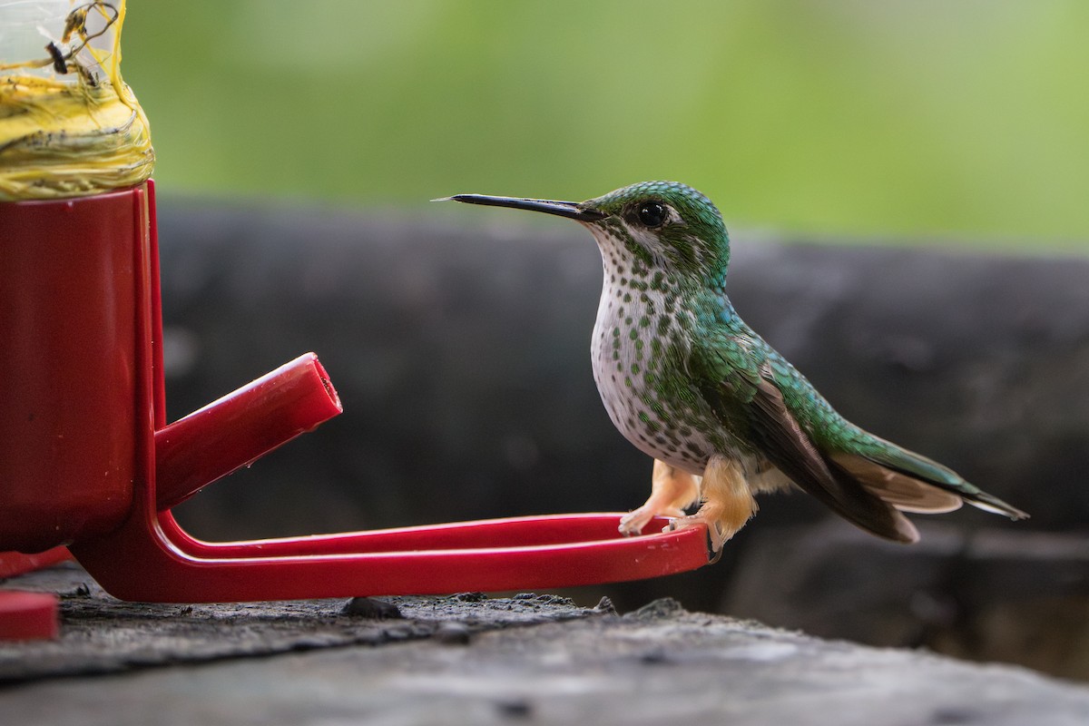 Peruvian Racket-tail - ML642882037