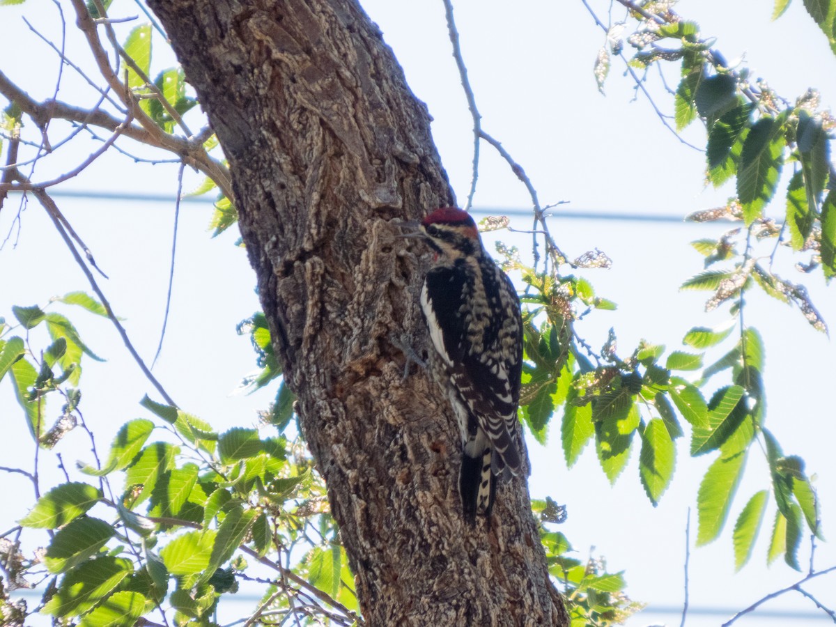 Red-naped Sapsucker - ML642882038
