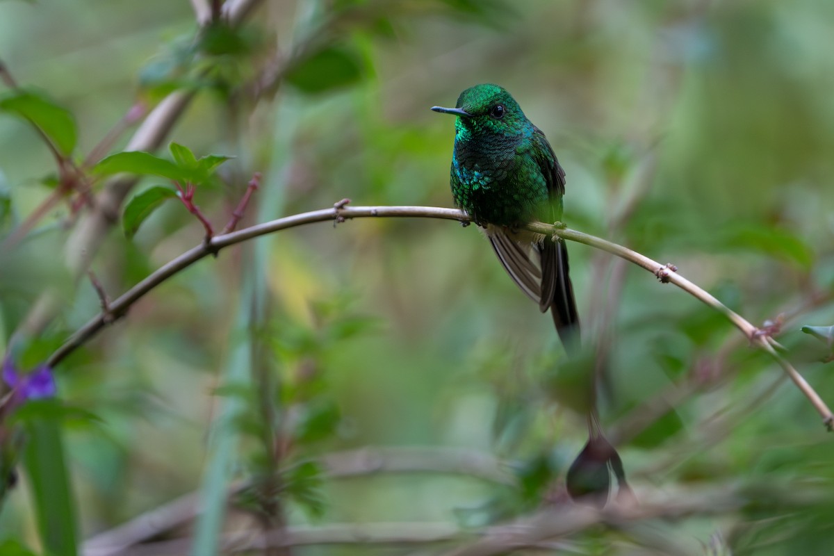 Peruvian Racket-tail - ML642882064