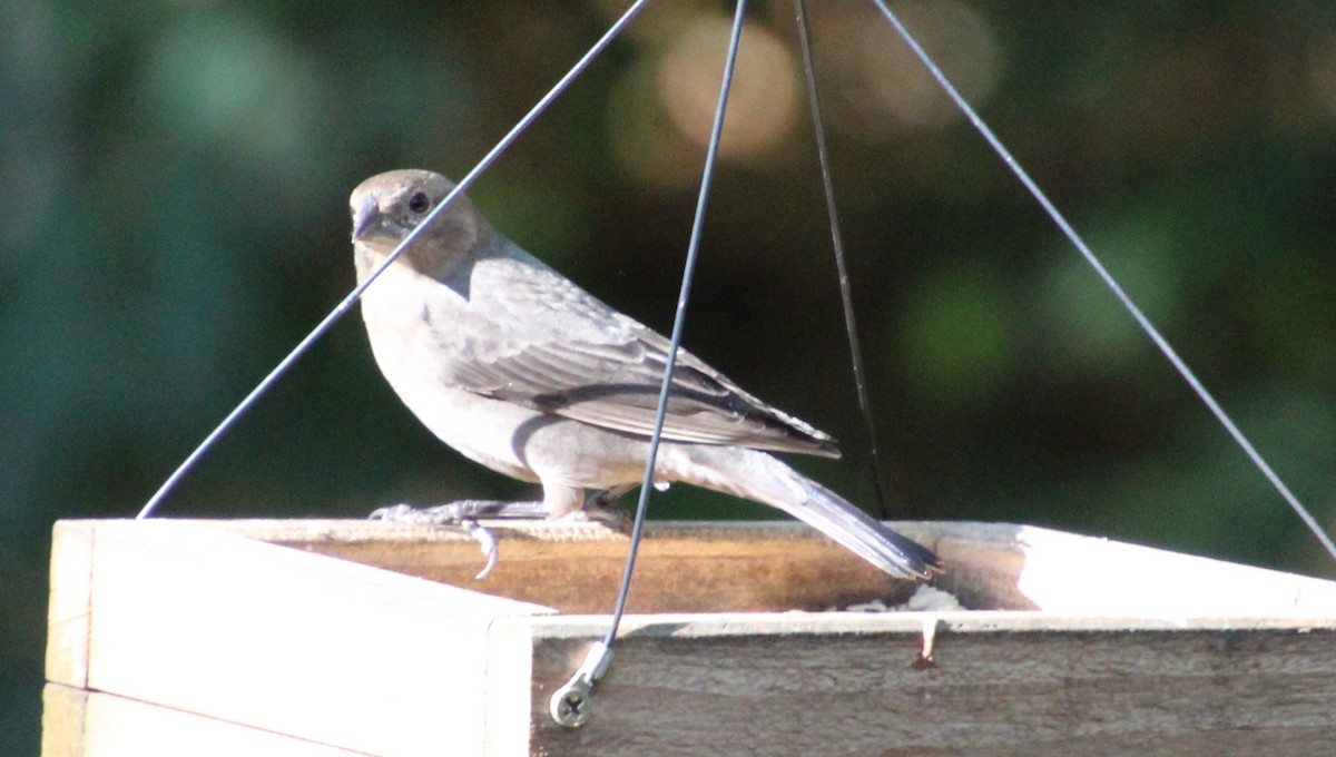 Brown-headed Cowbird - ML642882090