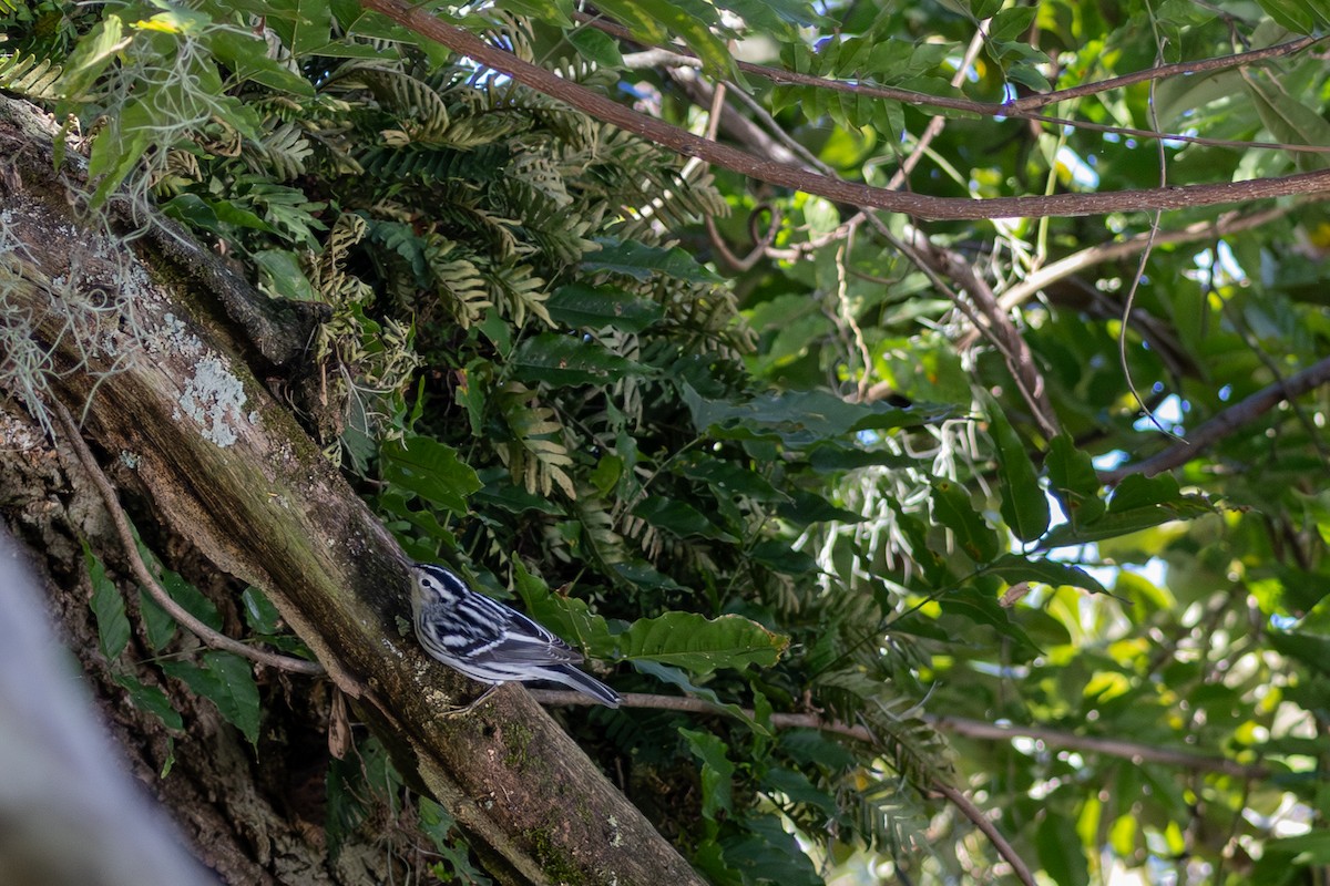 Black-and-white Warbler - ML642882093