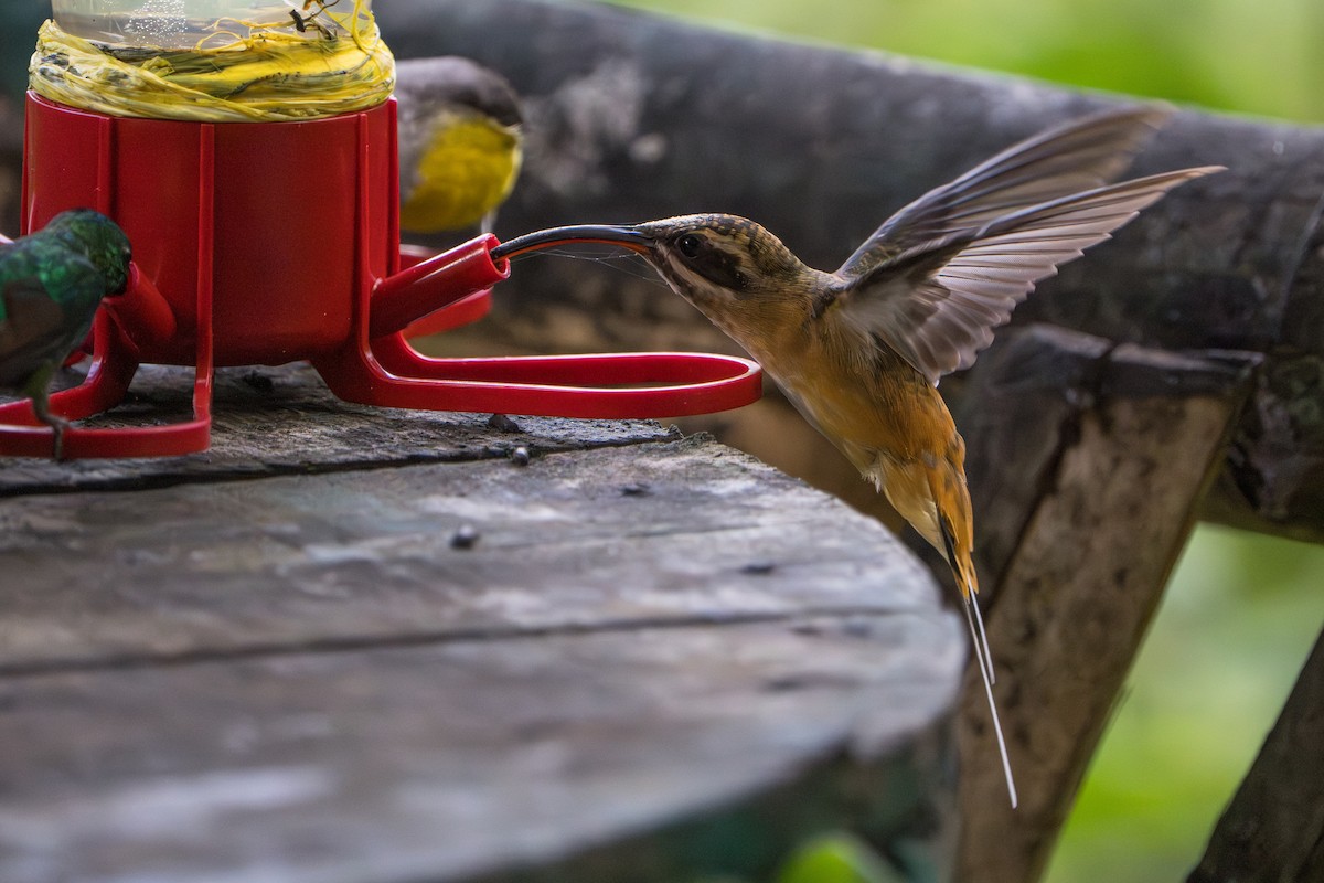 Tawny-bellied Hermit - ML642882094