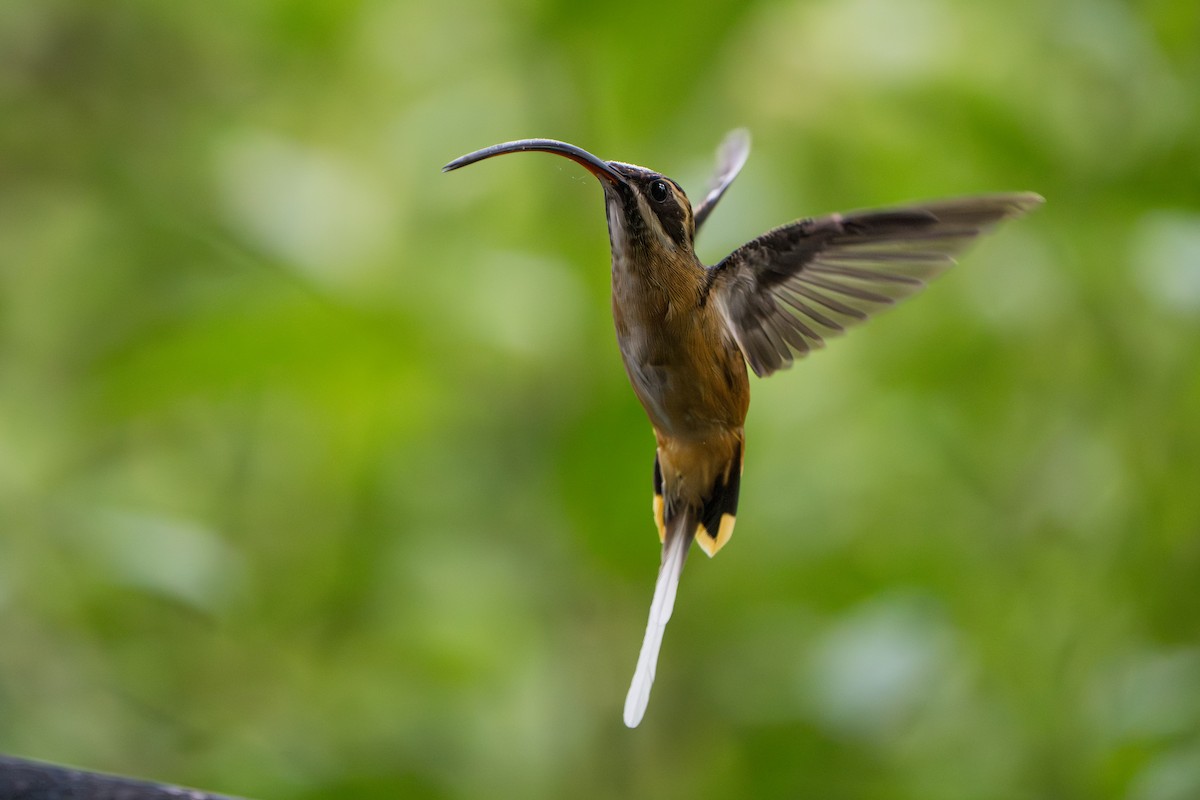 Tawny-bellied Hermit - ML642882095