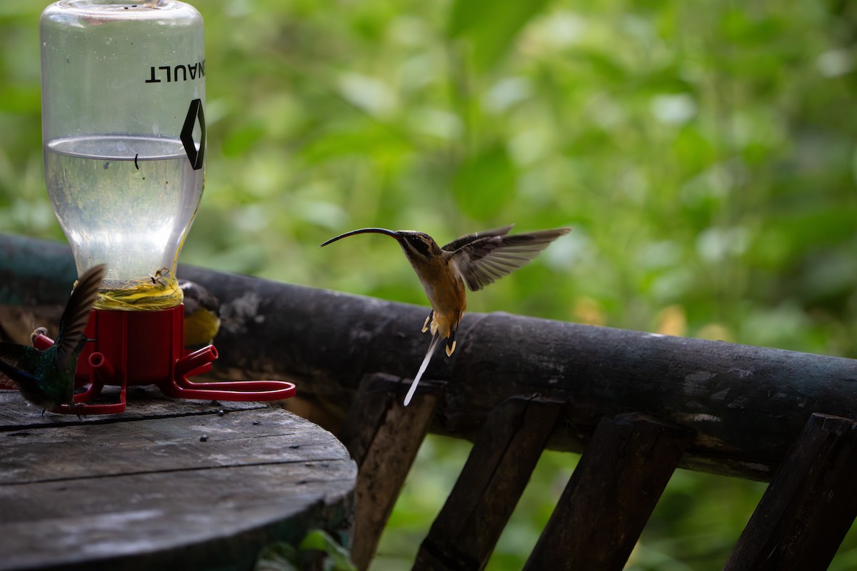 Tawny-bellied Hermit - ML642882096