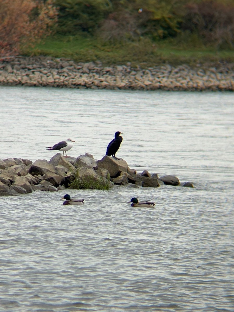 stokkand - ML642882135
