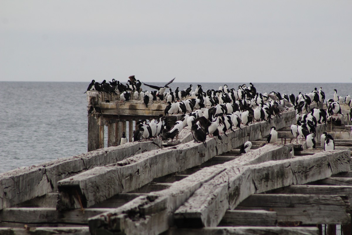 Cormoran de Magellan - ML642882141