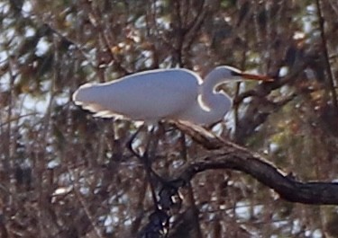 Great Egret - ML642882144