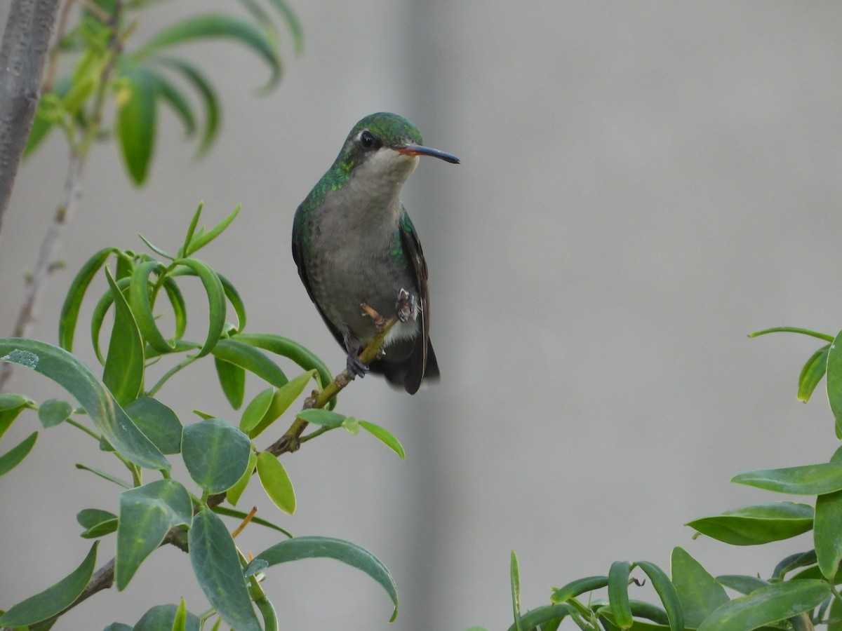Glittering-bellied Emerald - ML642882150