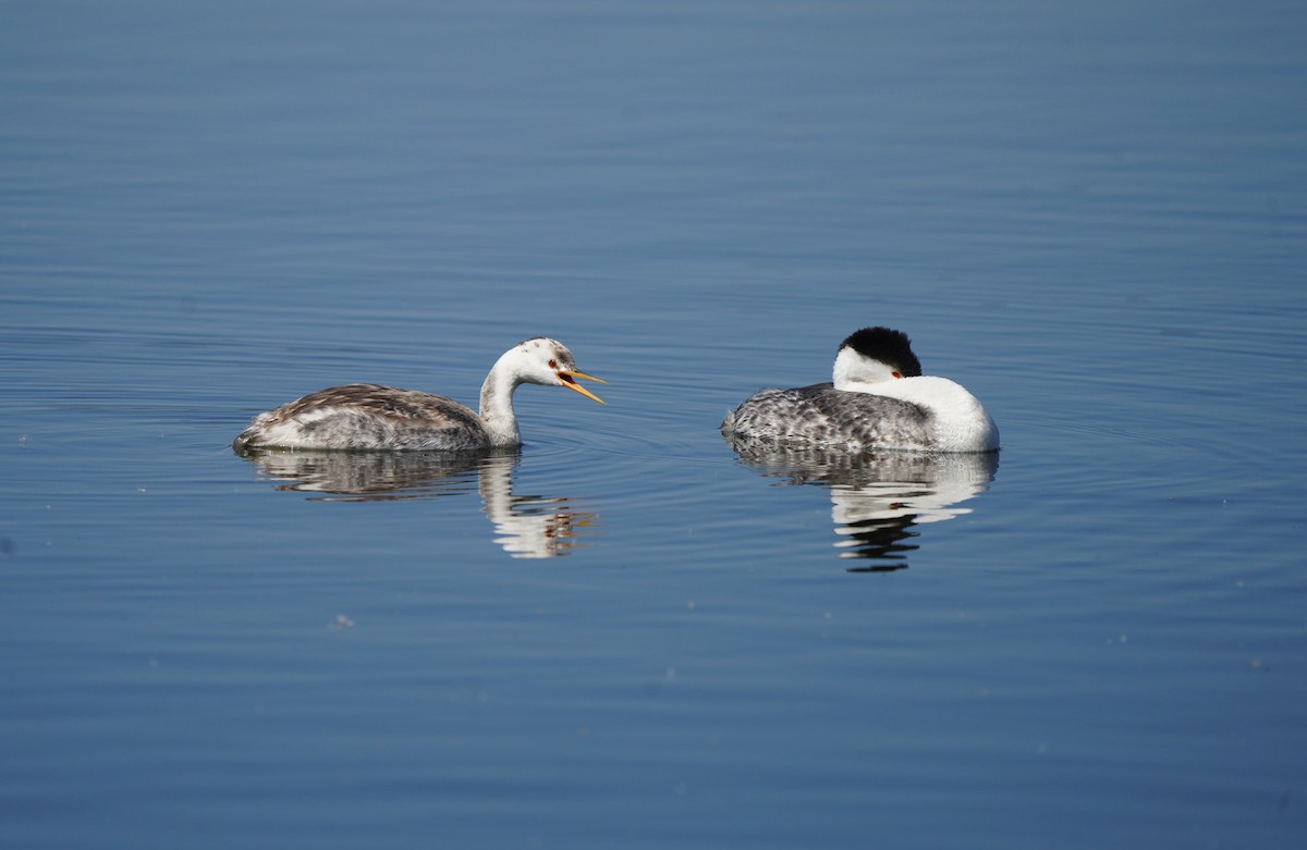 Clark's Grebe - ML642882164
