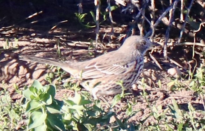 Sage Thrasher - ML642882166