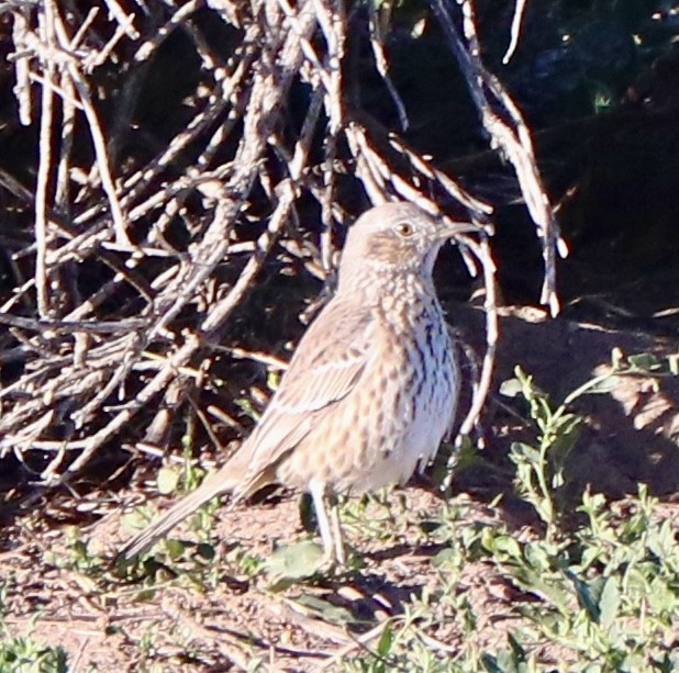 Sage Thrasher - ML642882167